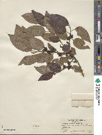 Diospyros virginiana image