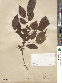 Diospyros virginiana image