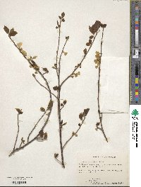 Image of Halesia parviflora