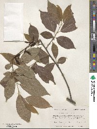 Halesia parviflora image