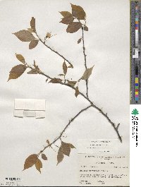 Halesia parviflora image