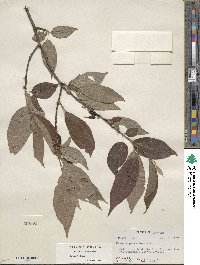 Halesia parviflora image