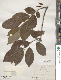 Halesia parviflora image