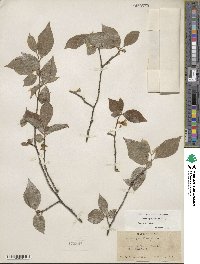 Halesia parviflora image