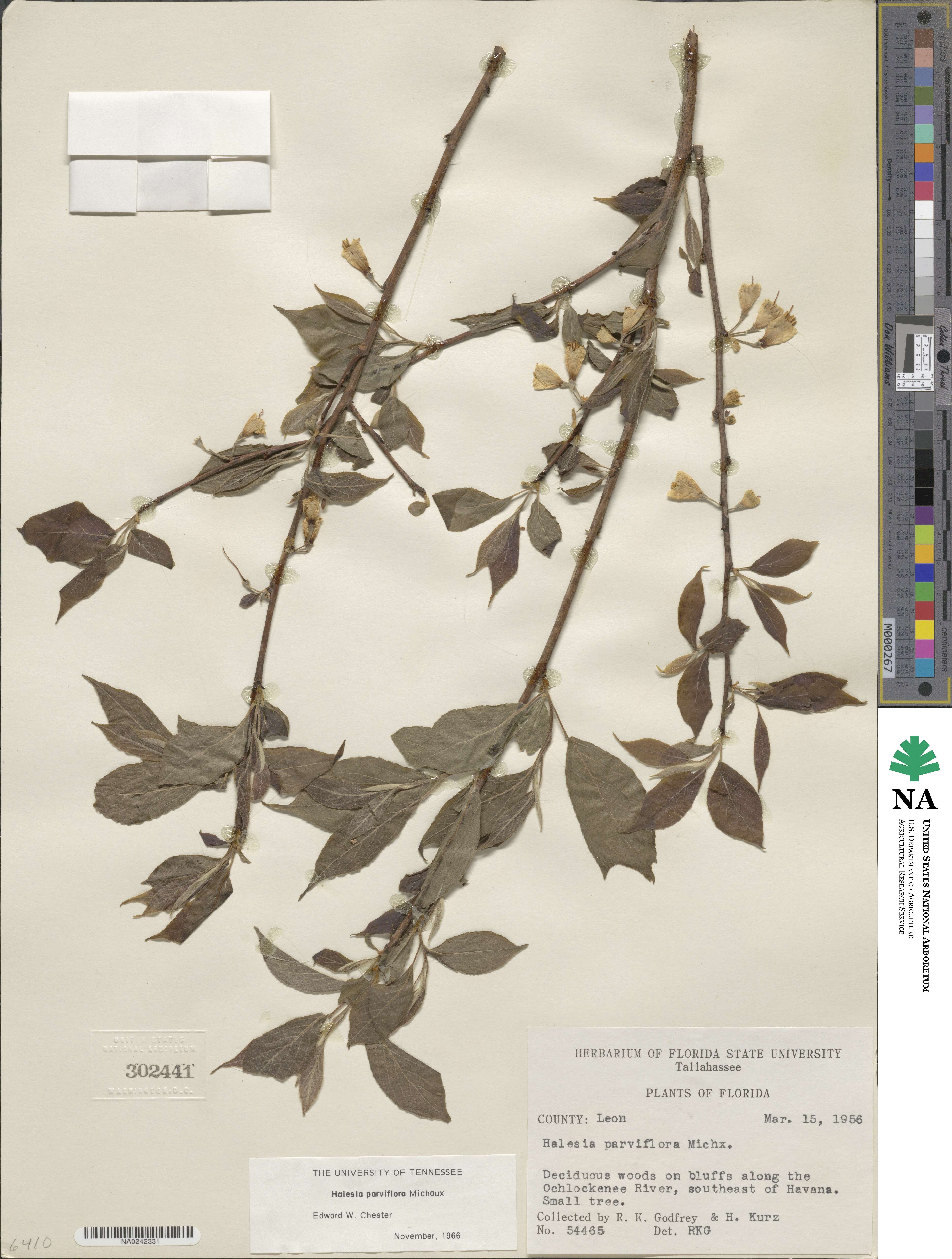 Halesia parviflora image