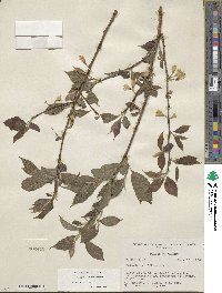 Halesia parviflora image