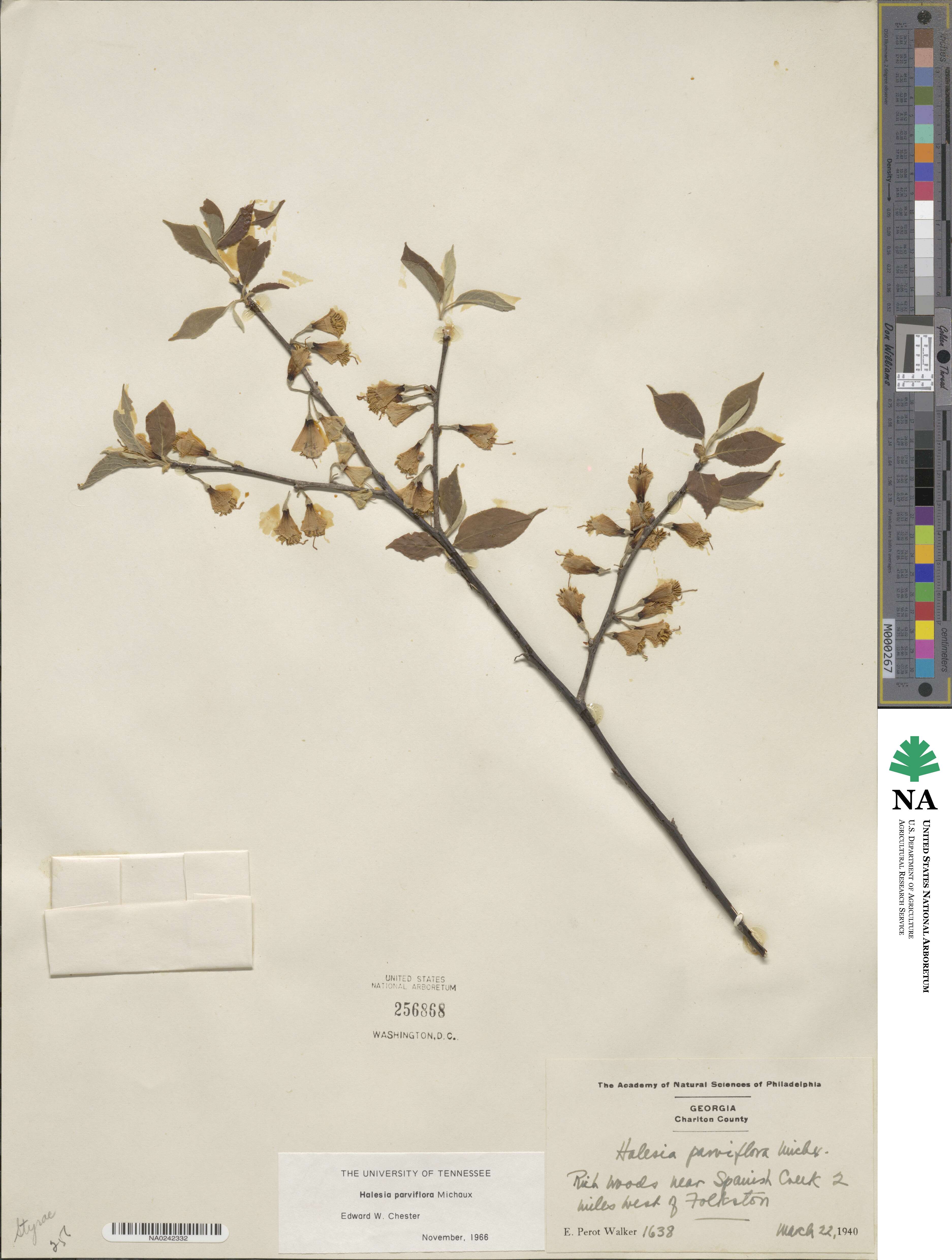 Halesia parviflora image