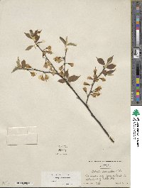 Halesia parviflora image