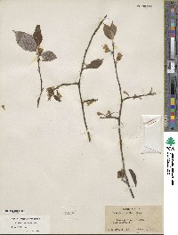 Halesia parviflora image