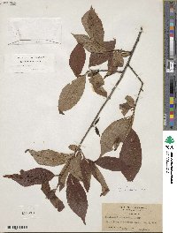 Halesia parviflora image