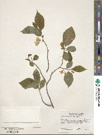 Halesia tetraptera image