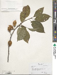 Halesia tetraptera image