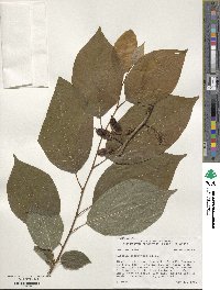 Halesia tetraptera image