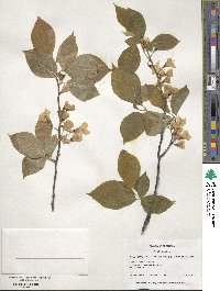 Halesia tetraptera image