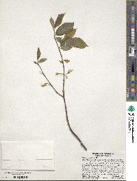 Halesia tetraptera image