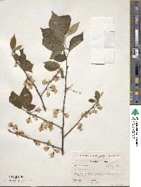 Halesia tetraptera image