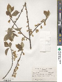 Halesia tetraptera image