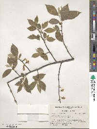 Halesia tetraptera image