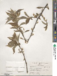 Halesia tetraptera image