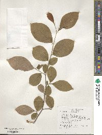 Halesia tetraptera image