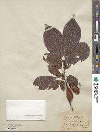 Halesia tetraptera image