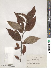 Halesia tetraptera image