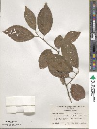 Halesia tetraptera image