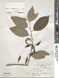 Halesia tetraptera image