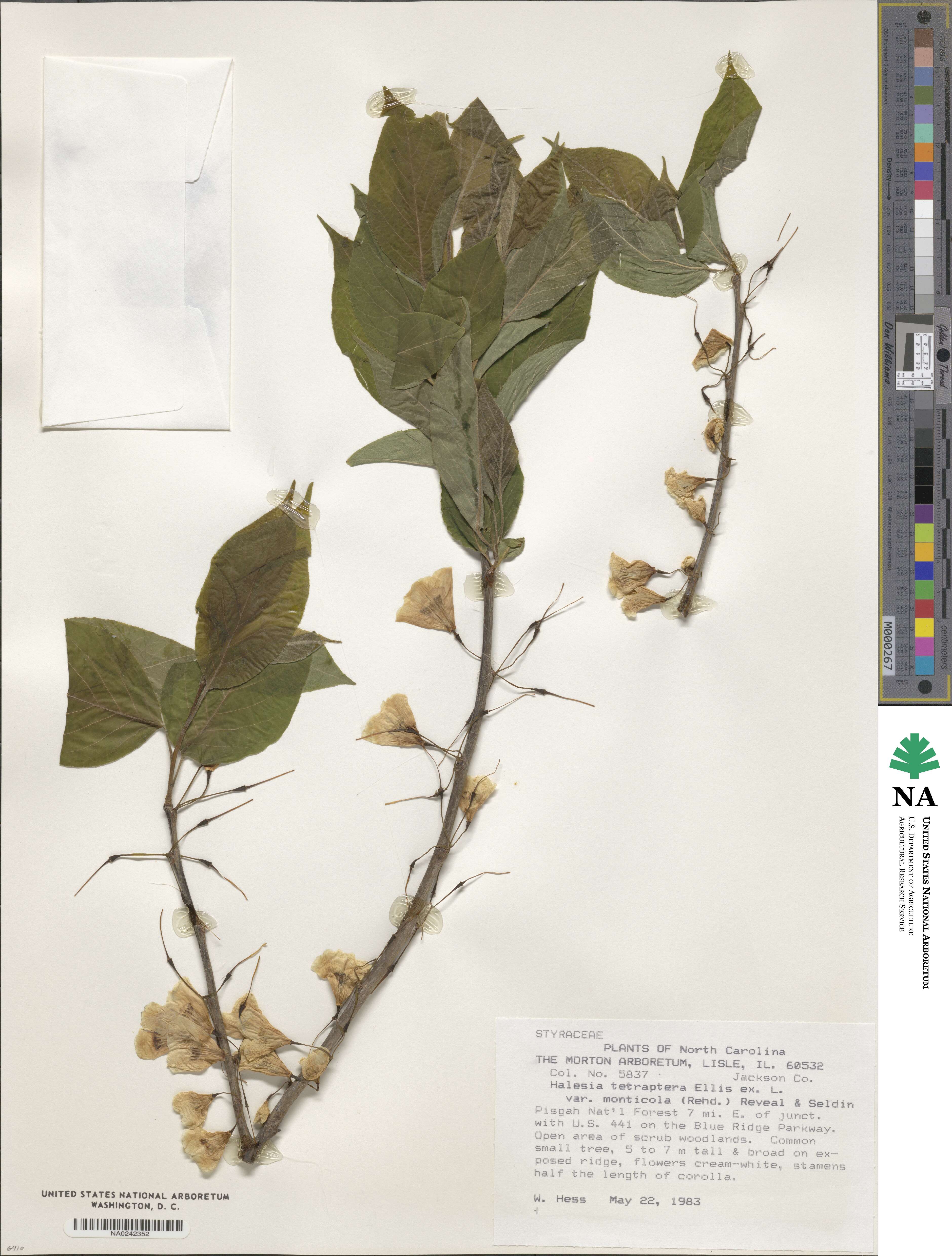 Halesia tetraptera image