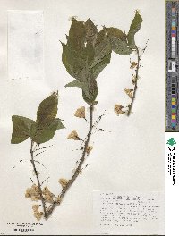 Halesia tetraptera image