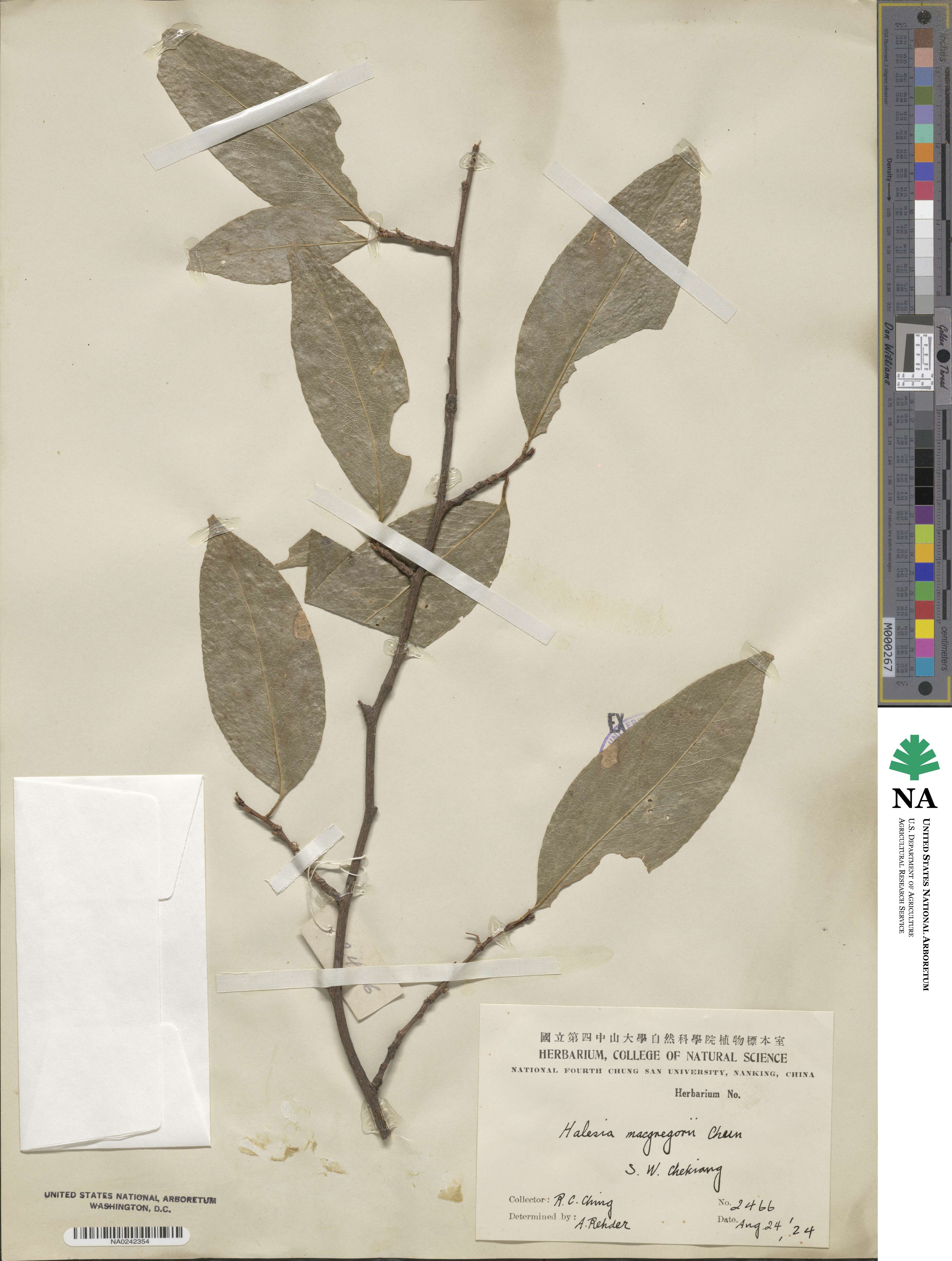 Perkinsiodendron image