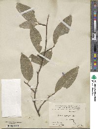 Image of Perkinsiodendron macgregorii