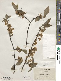 Halesia carolina image