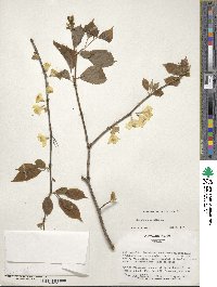 Halesia carolina image