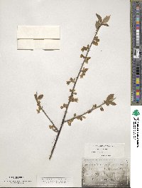 Halesia carolina image