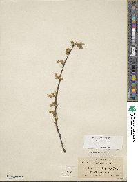 Halesia carolina image