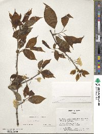 Halesia carolina image