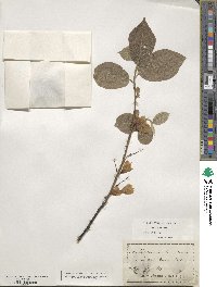 Halesia carolina image