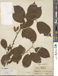 Halesia carolina image