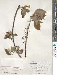 Halesia carolina image