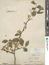 Halesia carolina image