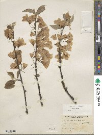 Halesia carolina image