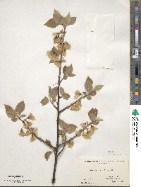 Halesia carolina image