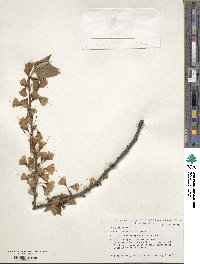 Halesia carolina image