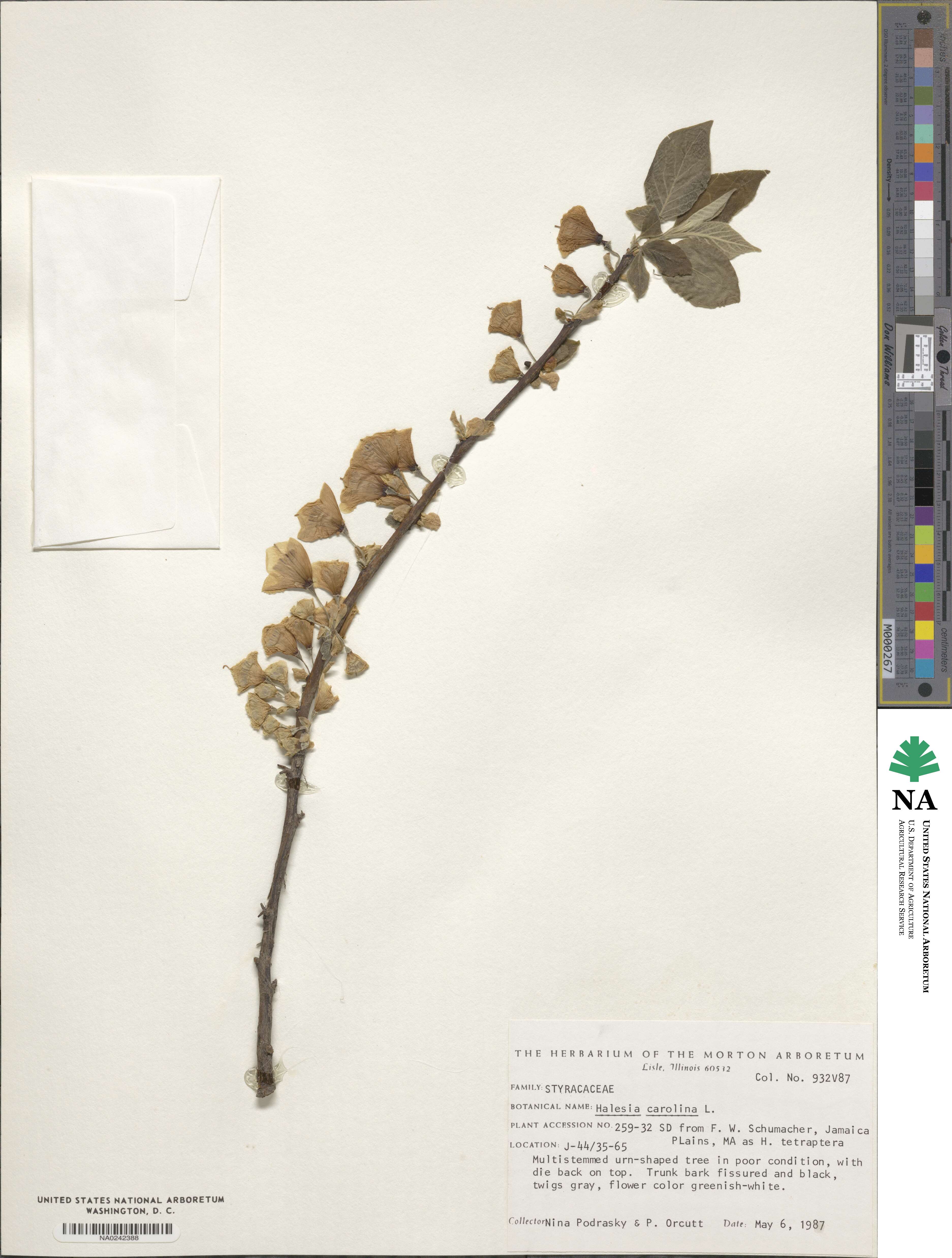 Halesia carolina image