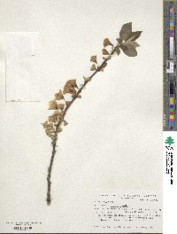 Halesia carolina image