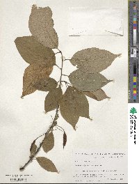 Halesia carolina image