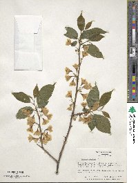 Halesia carolina image