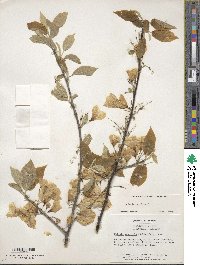 Halesia carolina image