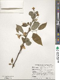 Halesia carolina image